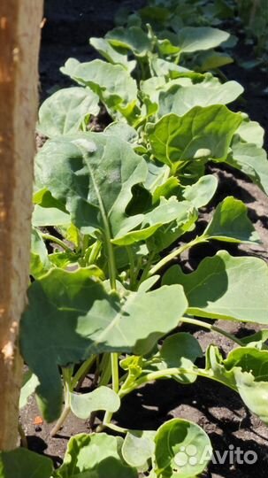 Баклажан рассада, капуста, помидоры, перец