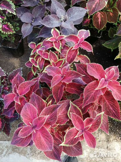 Колеус гибридный сортовой