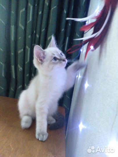 Сил-тебби-поинт