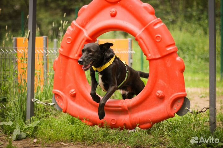 Услуги кинолога