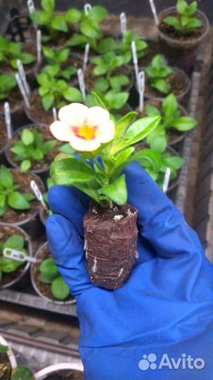 Распродажа вегетативных петуний