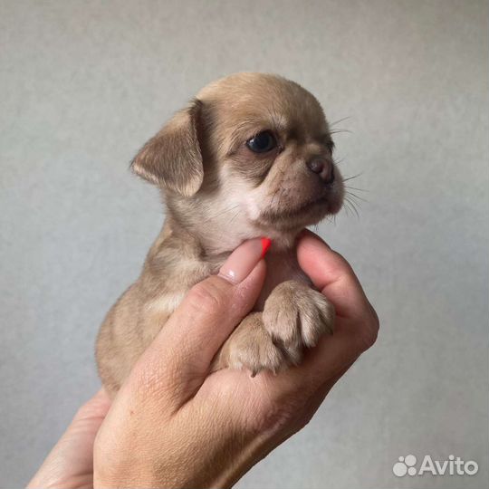 Щенки чихуахуа