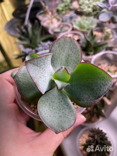 Суккуленты (обновлено)