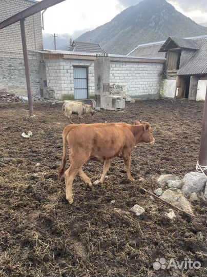 Корова и телёнок