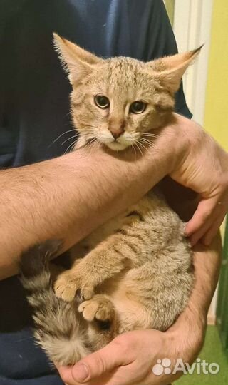 Кошка чаузи ф1