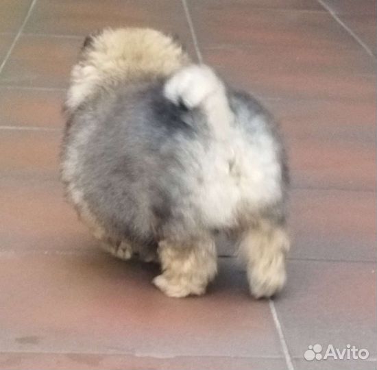 Померанский шпиц медвежьего типа