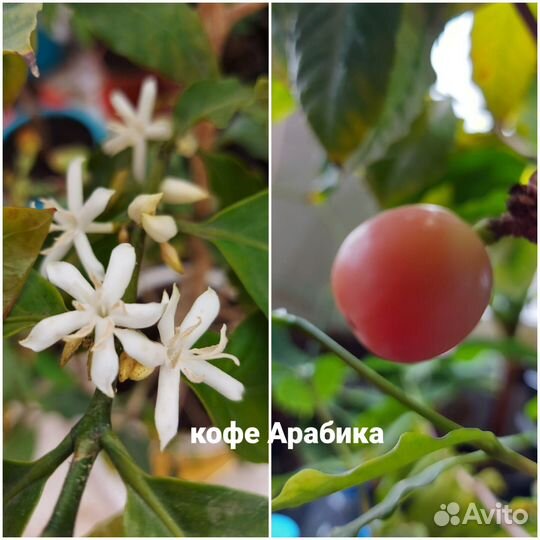 Набор экзотики мирт карисса пассифлора лимон кофе