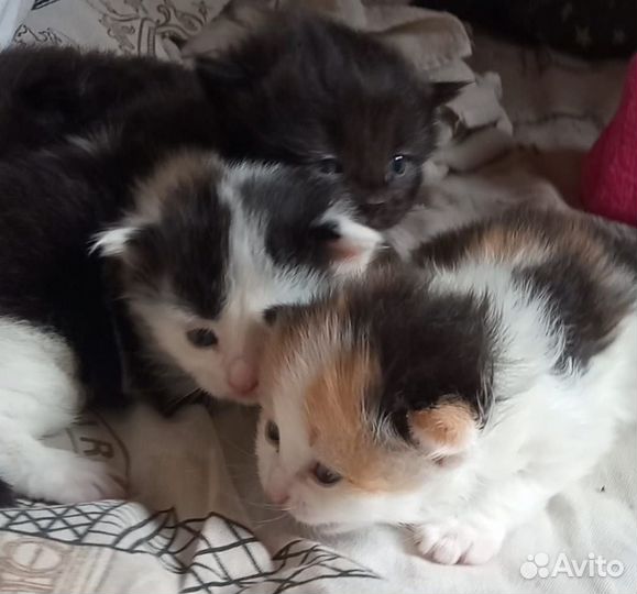 Котята