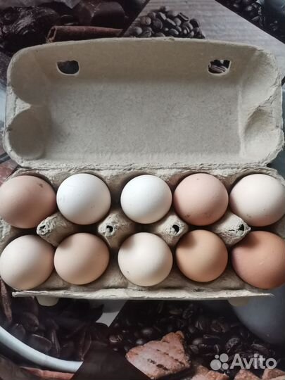 Домашние куриные яйца