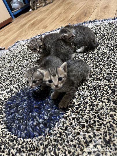 Котята даром