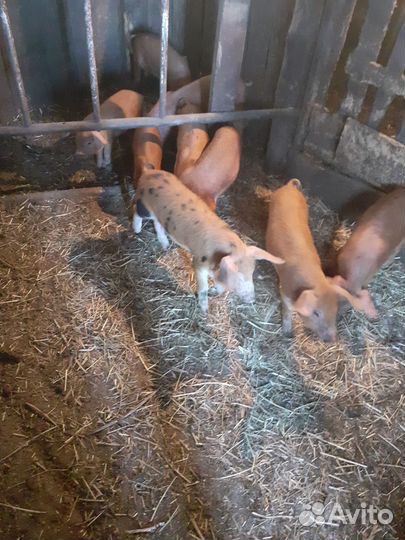 Продам поросята на племя