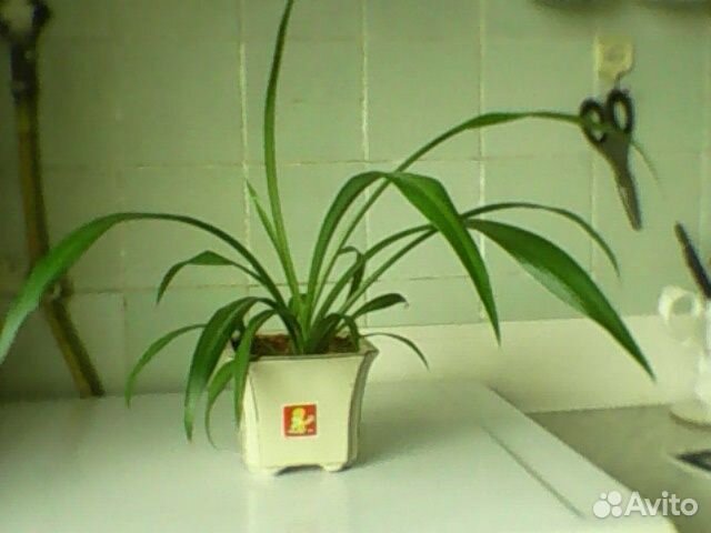 Комнатное растение - хлорофитум