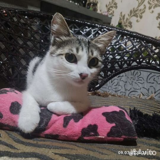 Последний шанс для Анфисы