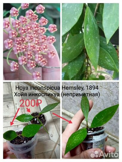 Хойи второе объявление