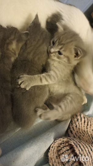 Котята шотландские метисы