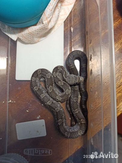 Маисовый полоз