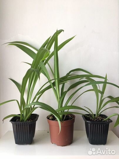 Молодые комнатные растения хлорофитум