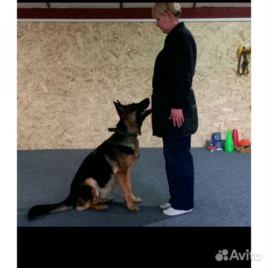 Кинолог(дрессировка собак)