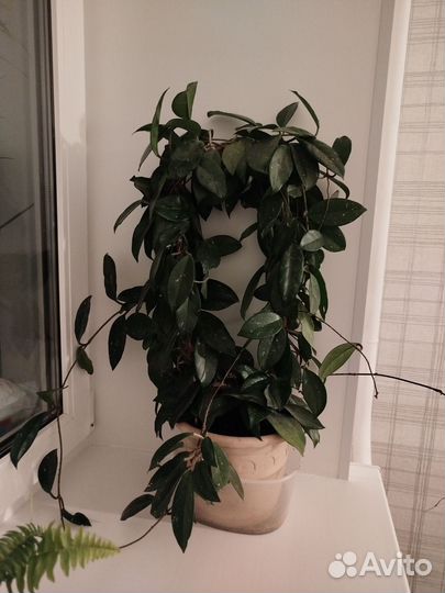 Комнатные домашние растения