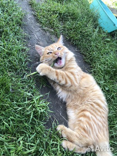 Кот в добрые руки