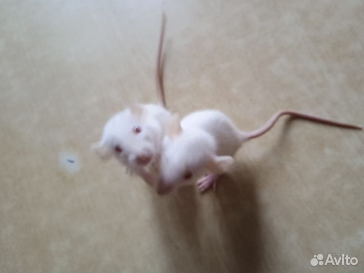 Крысы дамбо