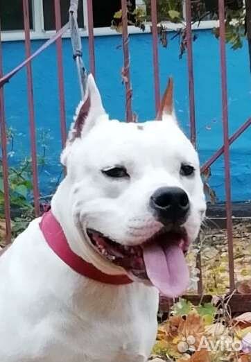 Купирование ушей