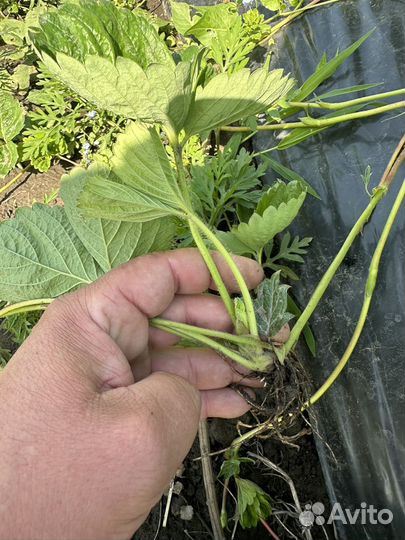 Рассада клубники азия +