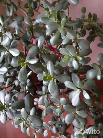 Денежное дерево