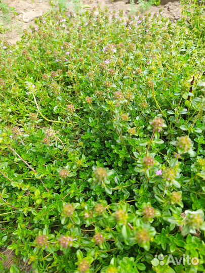 Мята сушенная