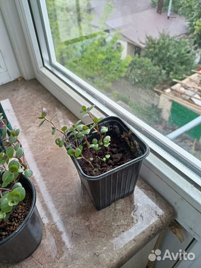 Каллизия ползучая