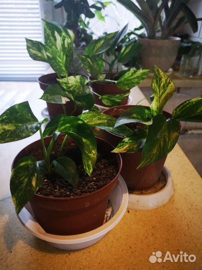 Сциндапсус (Эпипремнум)