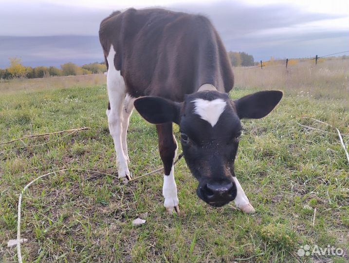 Теленок, тёлочка 3 мес