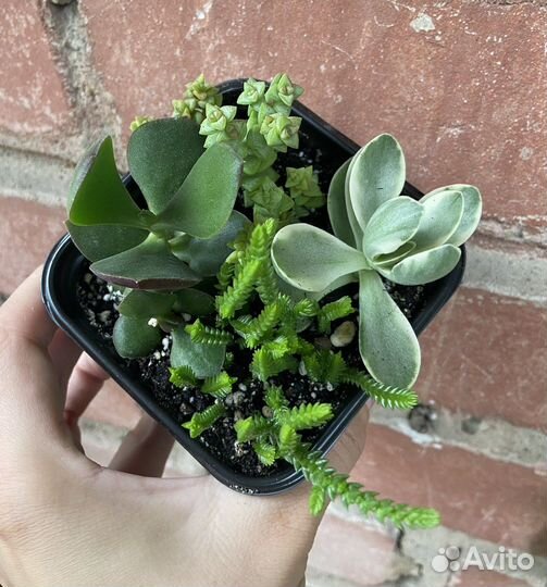 Набор суккулентов