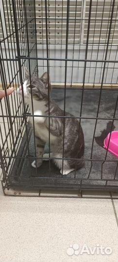 Красавчик изе дом