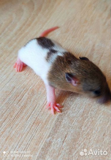 Малыши крысята