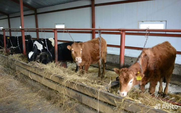 Скотник, пастух, разнорабочий, животноводство