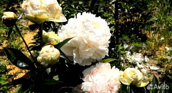 Пион Соланж