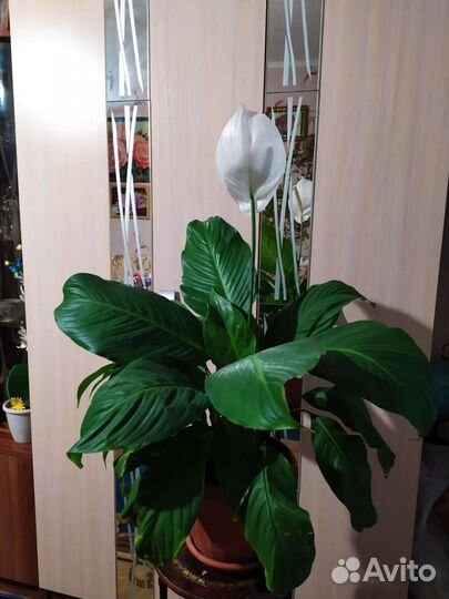 Спатифиллум или Женское счастье
