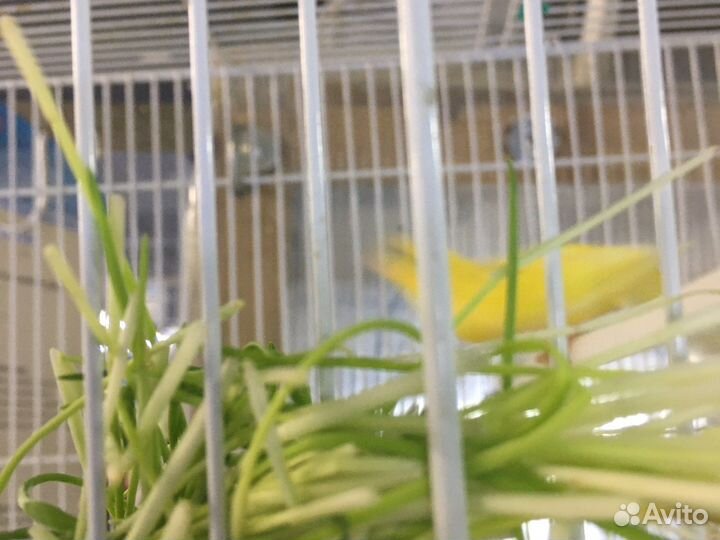 Кенор мальчик поющий