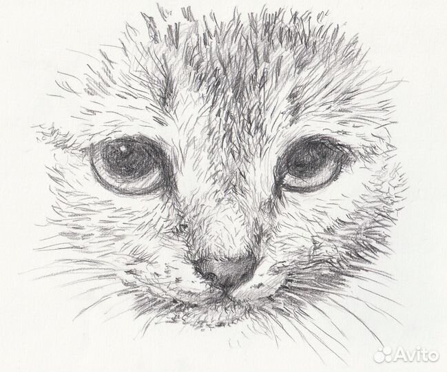 Нарисую милых котиков, собачек, питомцев