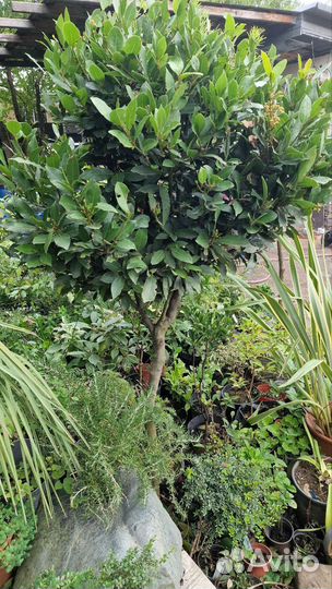 Лавр,лаврушка саженцы