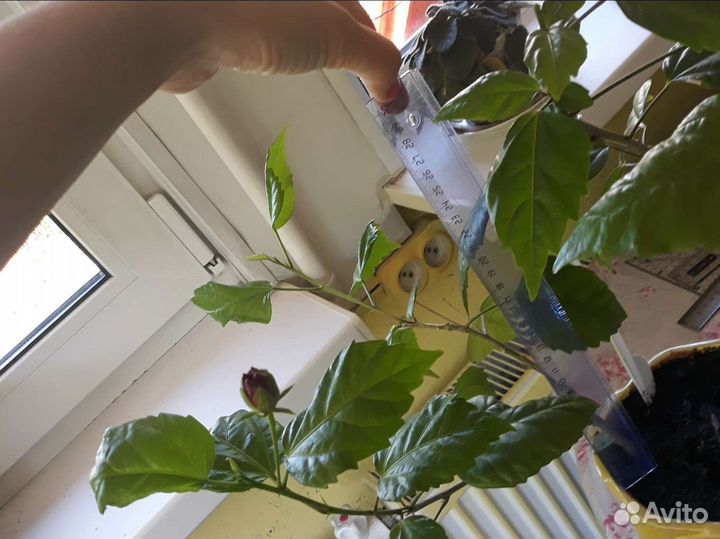 3 гибискуса пакетом