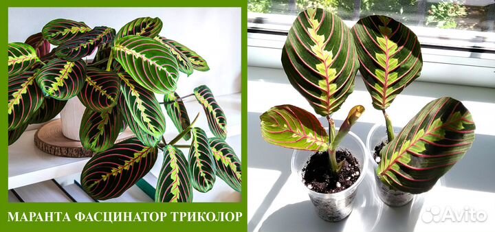 Комнатные растения