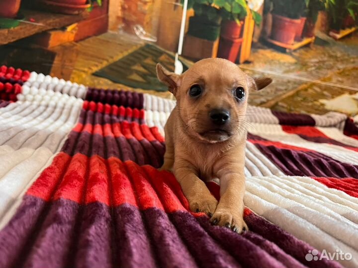 Той-терьер щенки