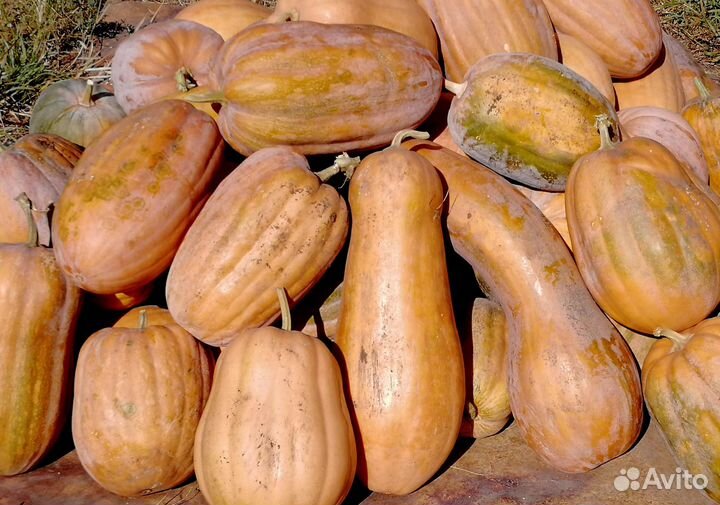 Тыква пищевая