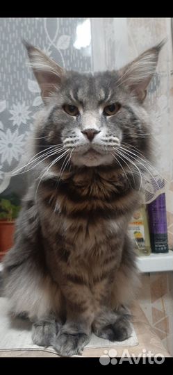 Продам котят мейн кун