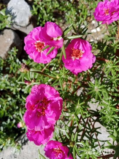 Портулак семена