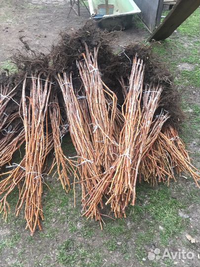 Саженцы плодовых деревьев