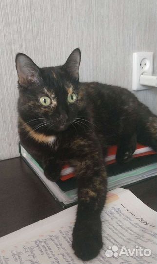 Передержка животных