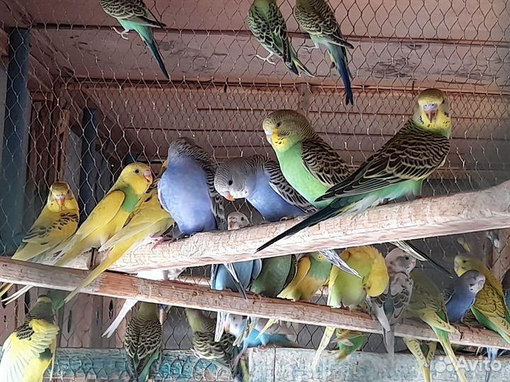 Волнистые попугаи